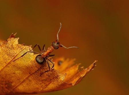 Colours of Autumn