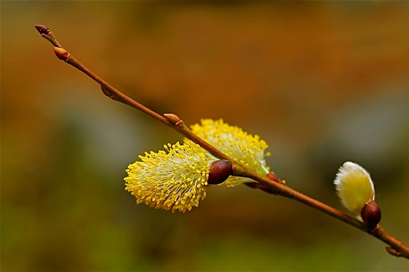 Pussy Willow in Bloom