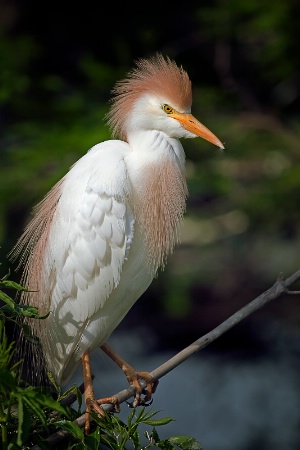 Cattle Egret 3