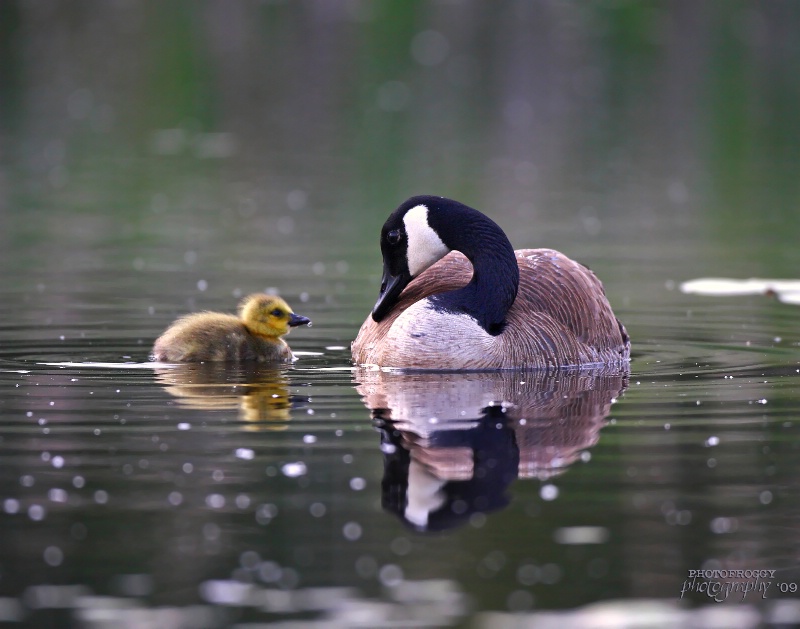 Mother's Eyes