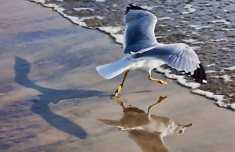 Shadow and Reflection