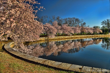 Washington D.C. Cherry Blossoms