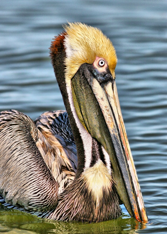 Pelican