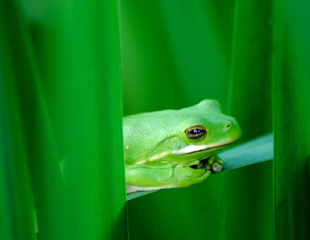 Garden Peeper