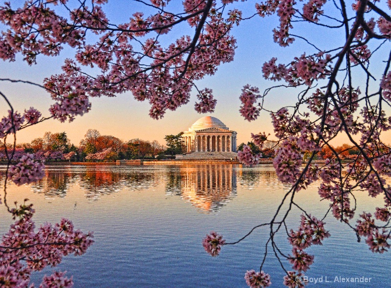 Cherry Blosom Sunrise