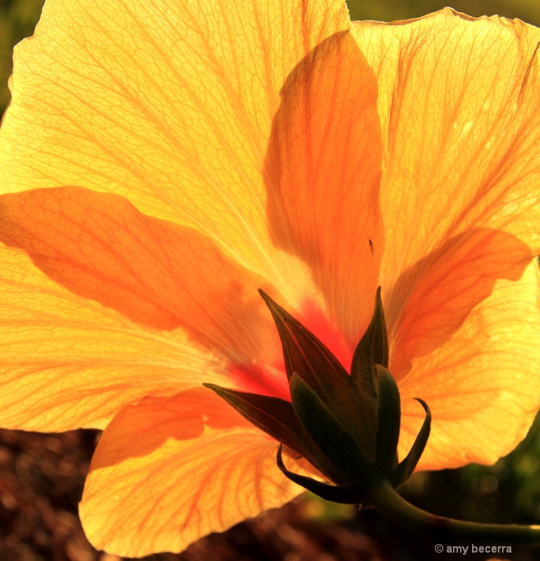 Backlight 1 Orange-Yellow Hibicus