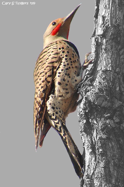 Flicker at Bel-Mar