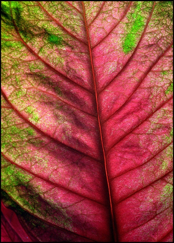 Leaf