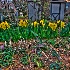 © Elliot Barnathan PhotoID# 8147560: backyard daffodils 2