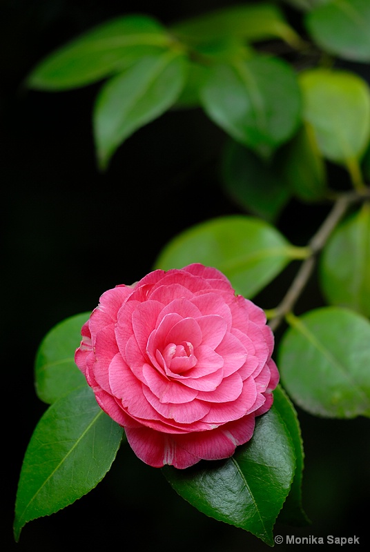 Camellia