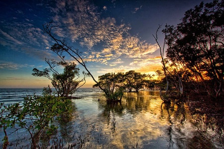 Down In The Mangroves.