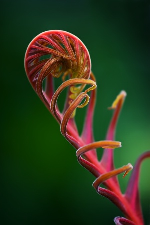 Coiled