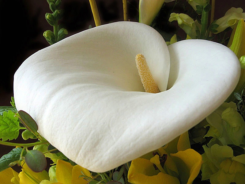 Calla