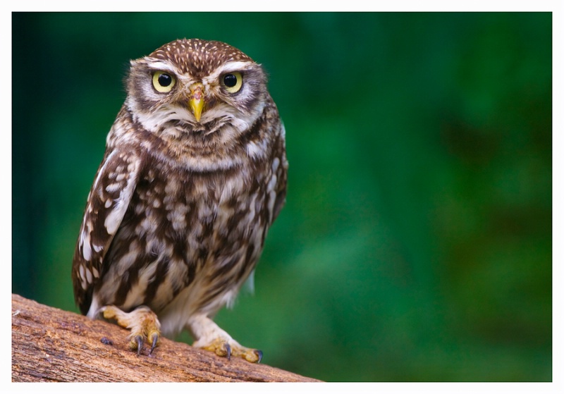 Little owl