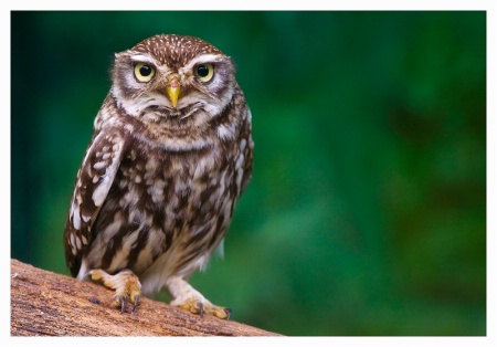 Little owl