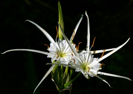 Spider Lilly (Finalist)