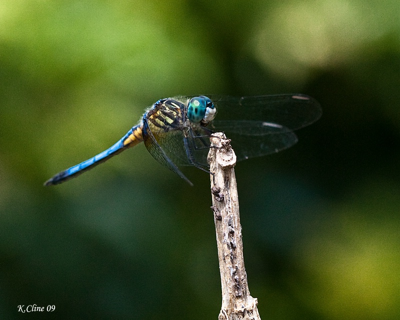 DragonFly 