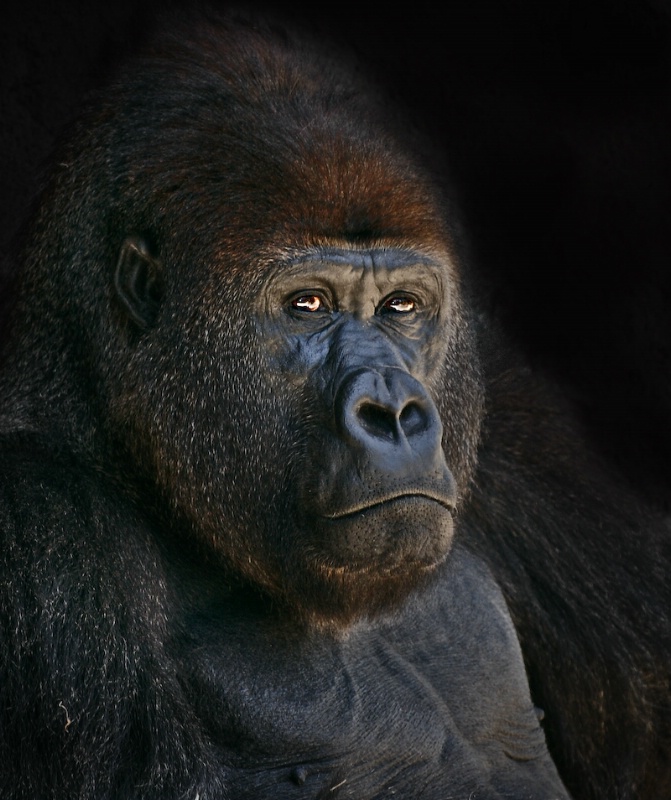 Portrait of a Silverback