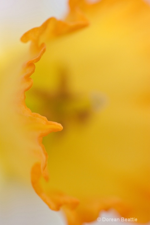 Daffodil Frill 2