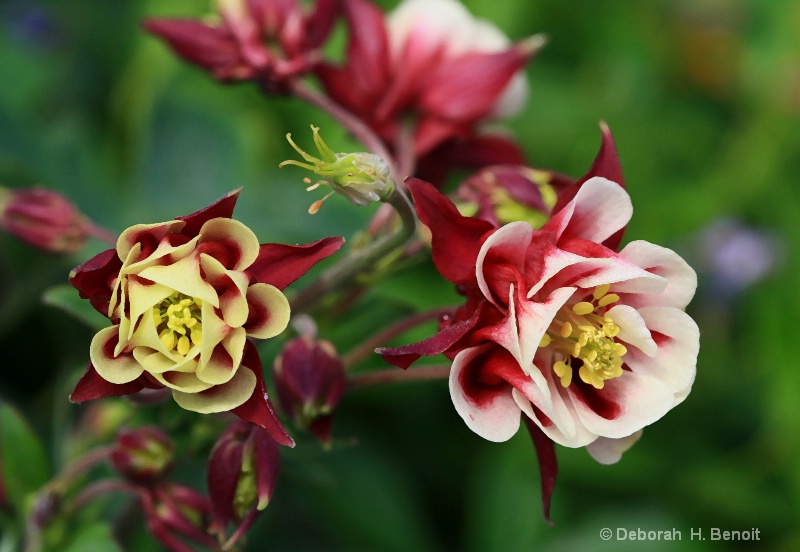 Columbine In Spring