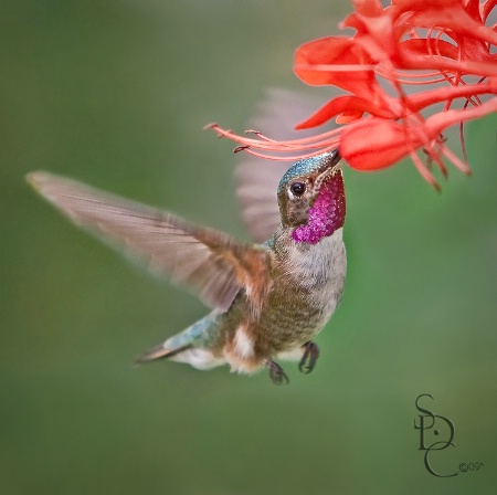 Ruby Throated Hummingbird