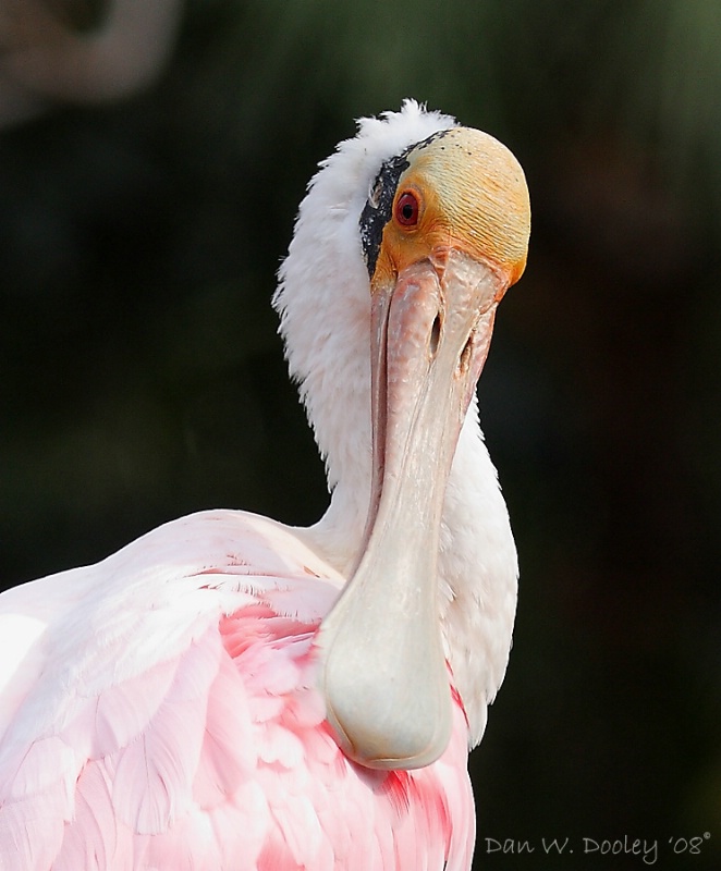 Roseate Spoonbill