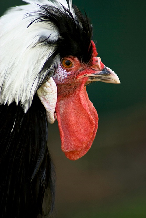 Polish Rooster