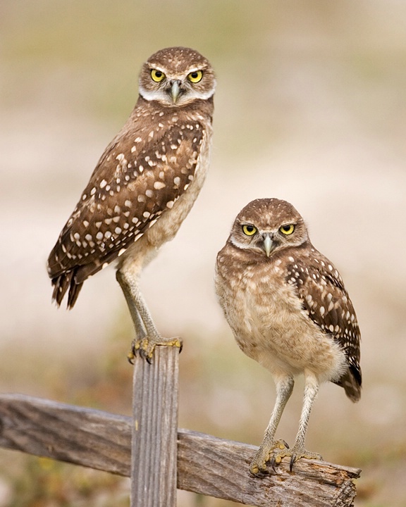 Juvenile Burrowing Owls