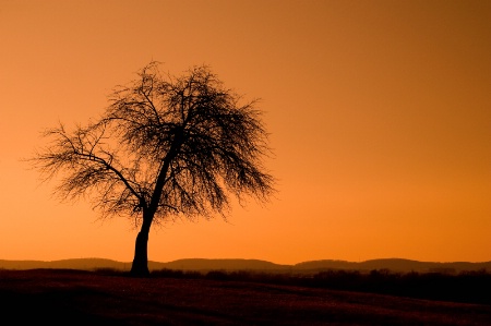 Monocacy Battlefield Tree