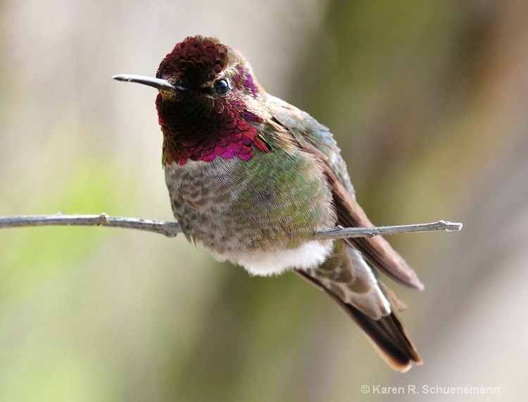 Hummingbird at Rest