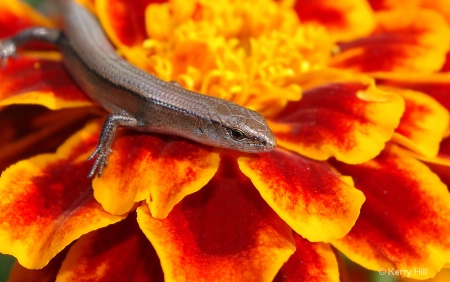 Skink