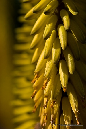 Aloe Blossoms