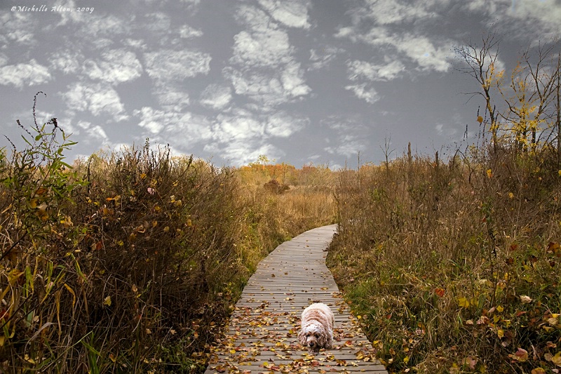 Rainbow Bridge: Amadeus Ascending