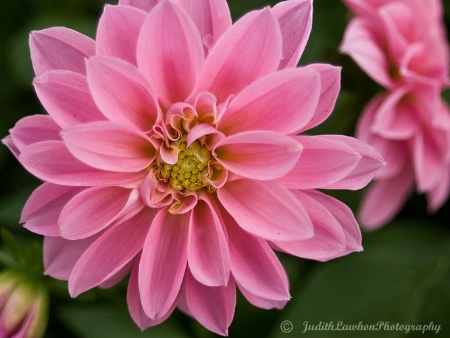 ~ Pink Zinnia ~