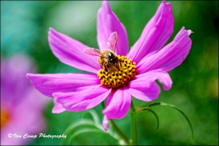 ~Bokeh Bee~