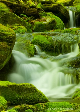 Mossy Cascade