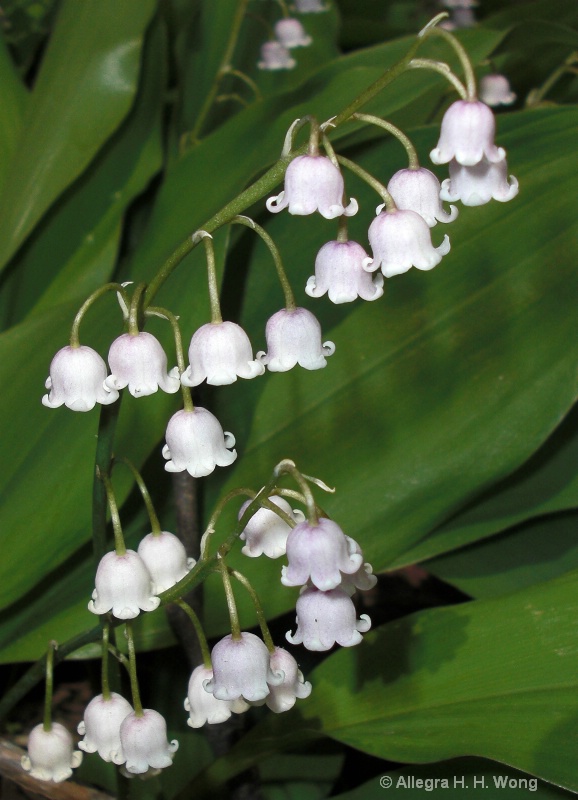 lily-of-the-valley