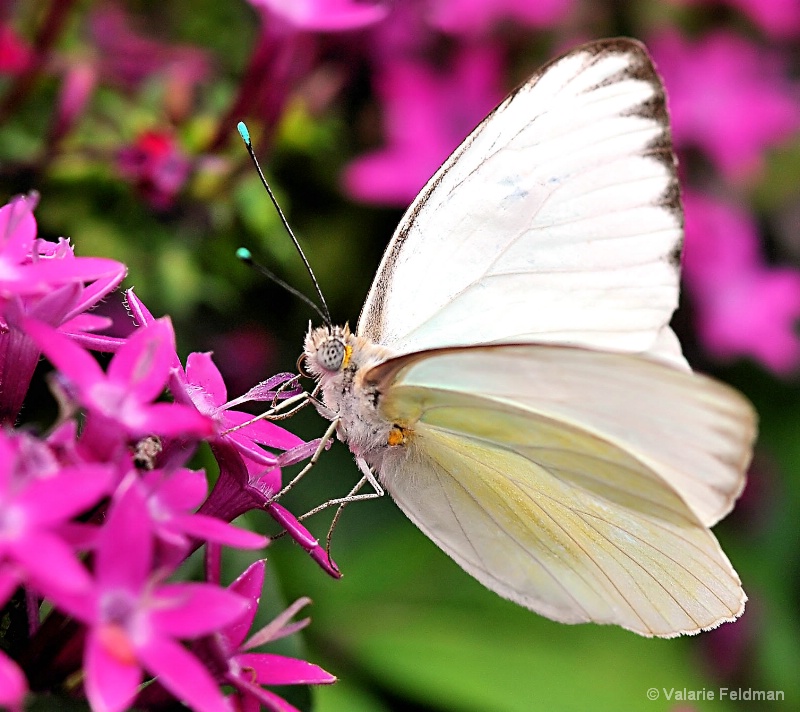 Pretty On Pink