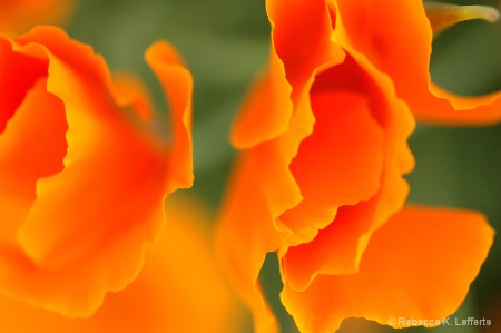 California Poppies