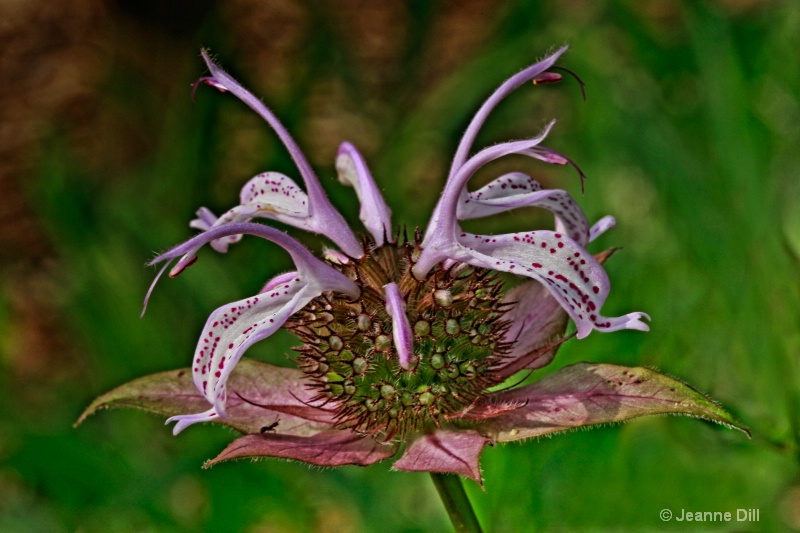 Horsemint