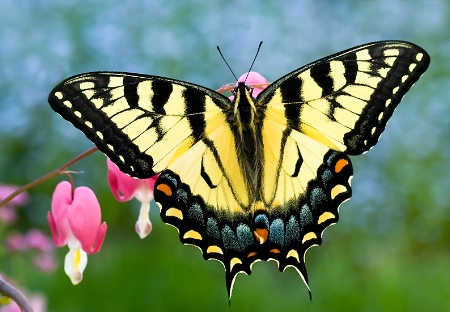 Butterfly and Bleeding Hearts