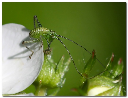 Baby grasshopper