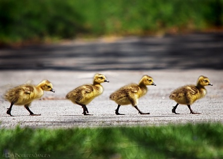 Abbey Road - The Goslings