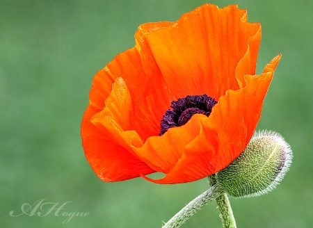 Papaver