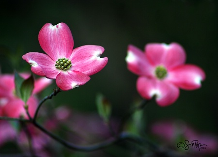 Pink Dogwood Tree Flowers