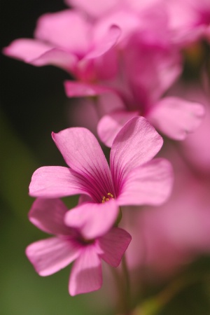 Pink Cloud of Flowers