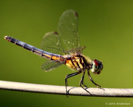 High Wire Walker