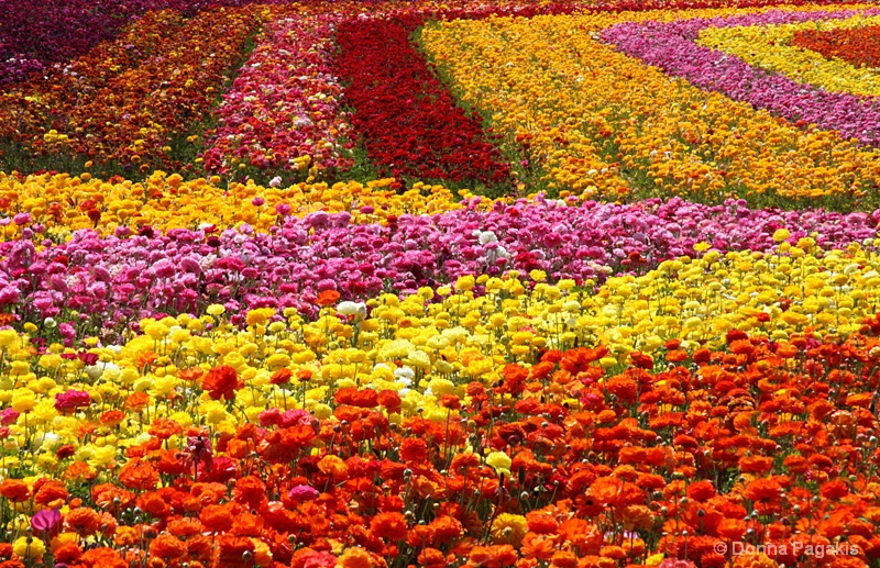 Blooming Rows of Color