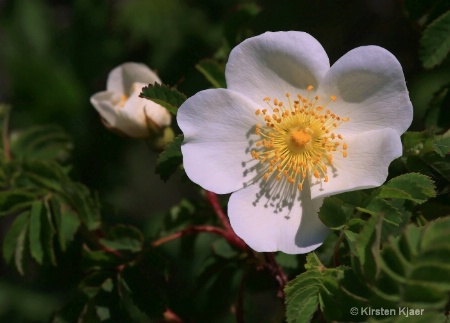 White Dog Rose