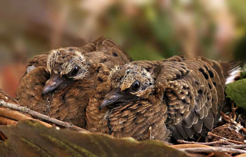 Baby Mourning Dove